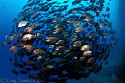 Bronze Circle  --  School of fish off Socorro Island. by Craig Dietrich 